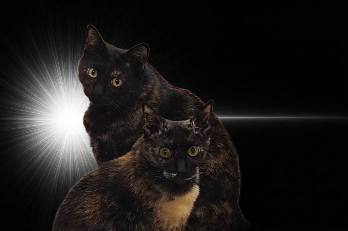 むりちゃん(positive) tweet media