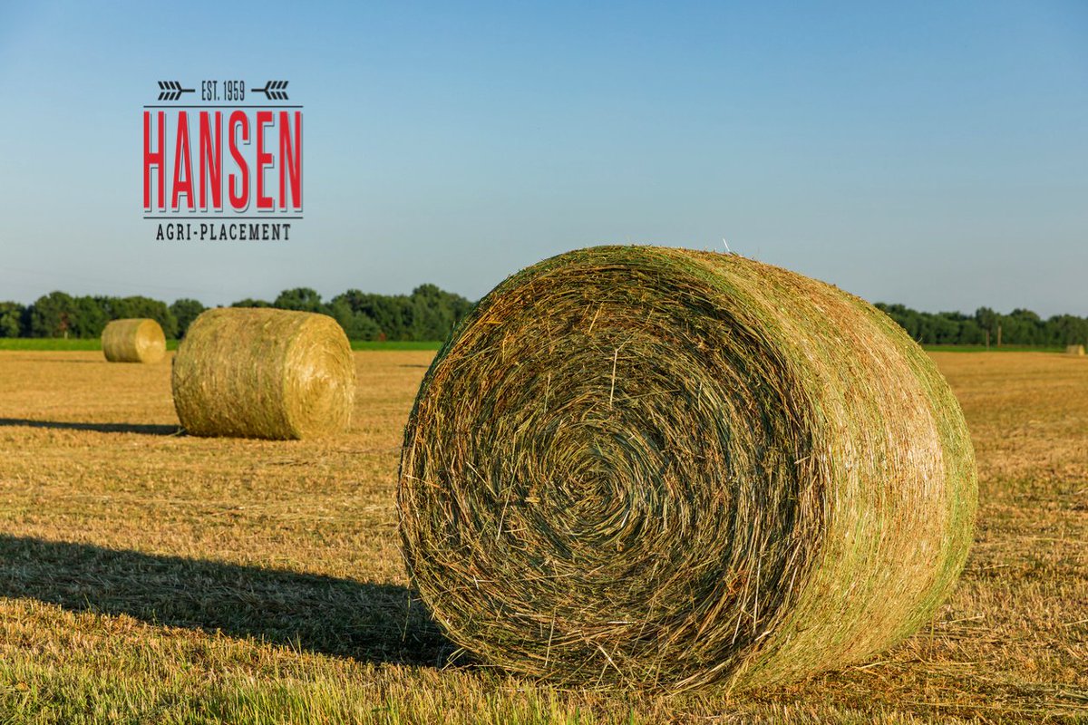HansenAgriPLCMT's tweet image. Hay Production Assistant (EH-11269)
$65,000 Plus Benefits
Wyoming
#AgJobs #HayEquipmentOperator #HayProductionAssistant
hansenagriplacement.com/jobs/hay-produ…