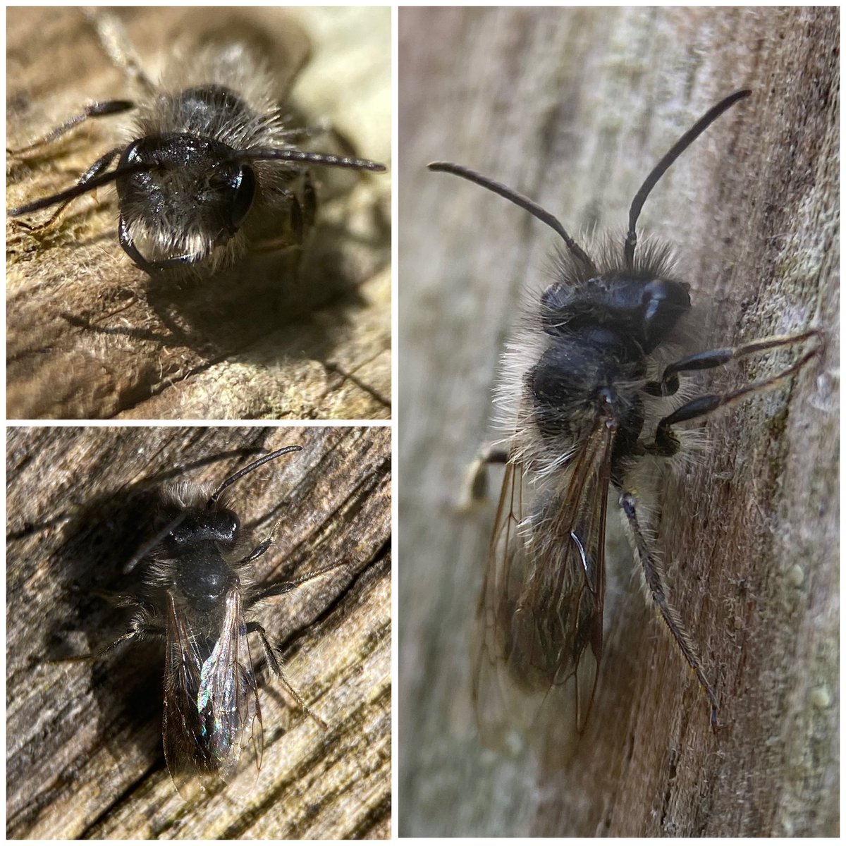 StevePa46290725's tweet image. A tiny mining bee, sunning itself yesterday, in a Dorset hedgerow. Adrena sp. I suppose, but if anyone can be more specific I’d appreciate the advice. #bee #insect #dorset 14/4/26