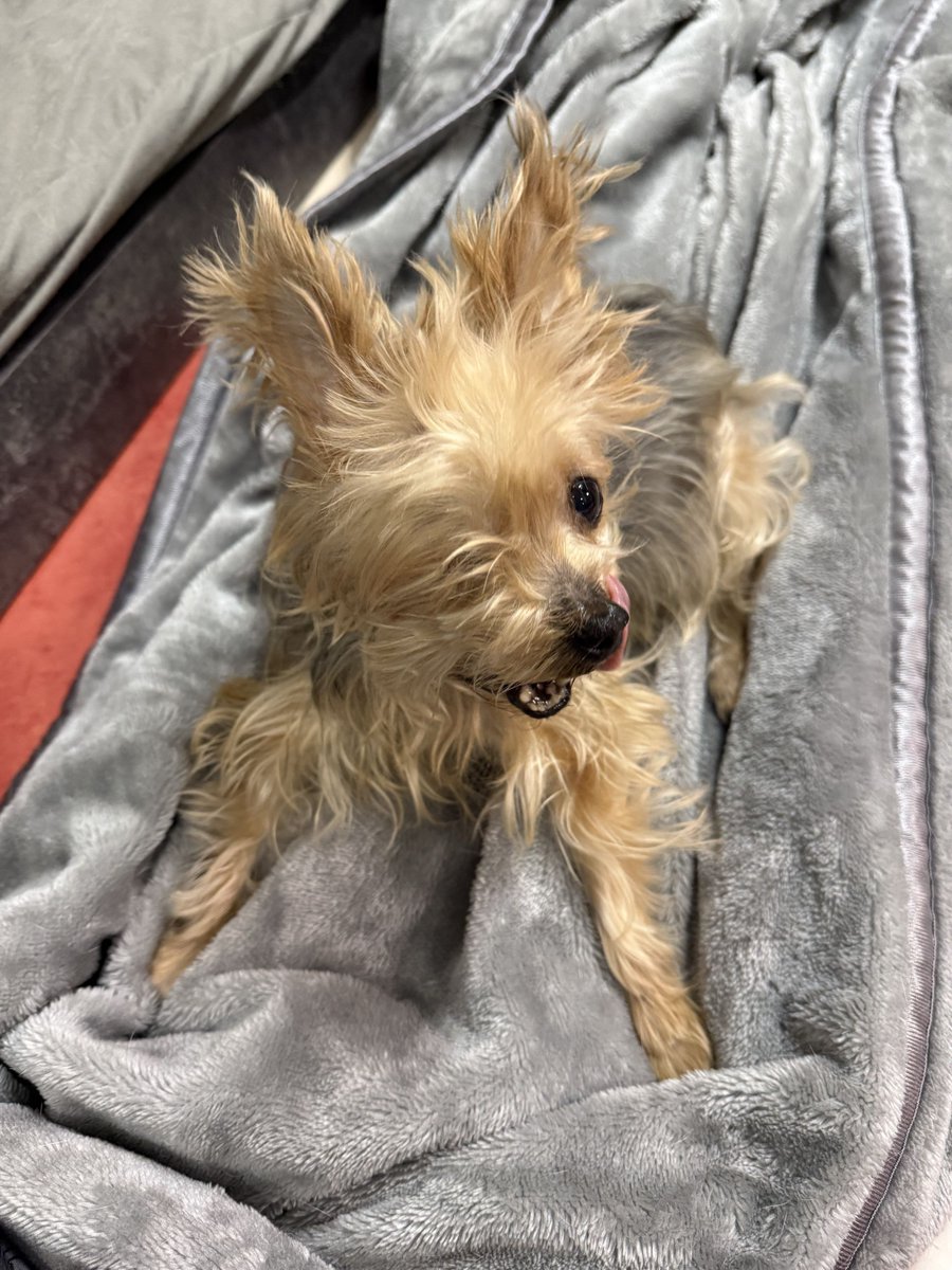 studio_aria1121's tweet photo. 訃報

先日、次男の愛犬ジョンが癌の為９歳で亡くなりました。最後は自分と他の子達に見守られながら自宅で旅立ちました。

出会った時から病気等が多く隻眼になってからも毎日楽しそうに遊んでいた優しい子でした。

犬デー、犬との撮影時、スタジオ内を散歩している時に優しく接してくれたカメラマンさん方、レイヤーさん方にお礼申し上げます。
ありがとうございました。

ジョンも家に帰ってから満足していました。

・今後の犬との撮影について
気持ちの整理がつかないのでしばらくお断りします。少しゆっくりしようと思います。

studioARIAオーナー
