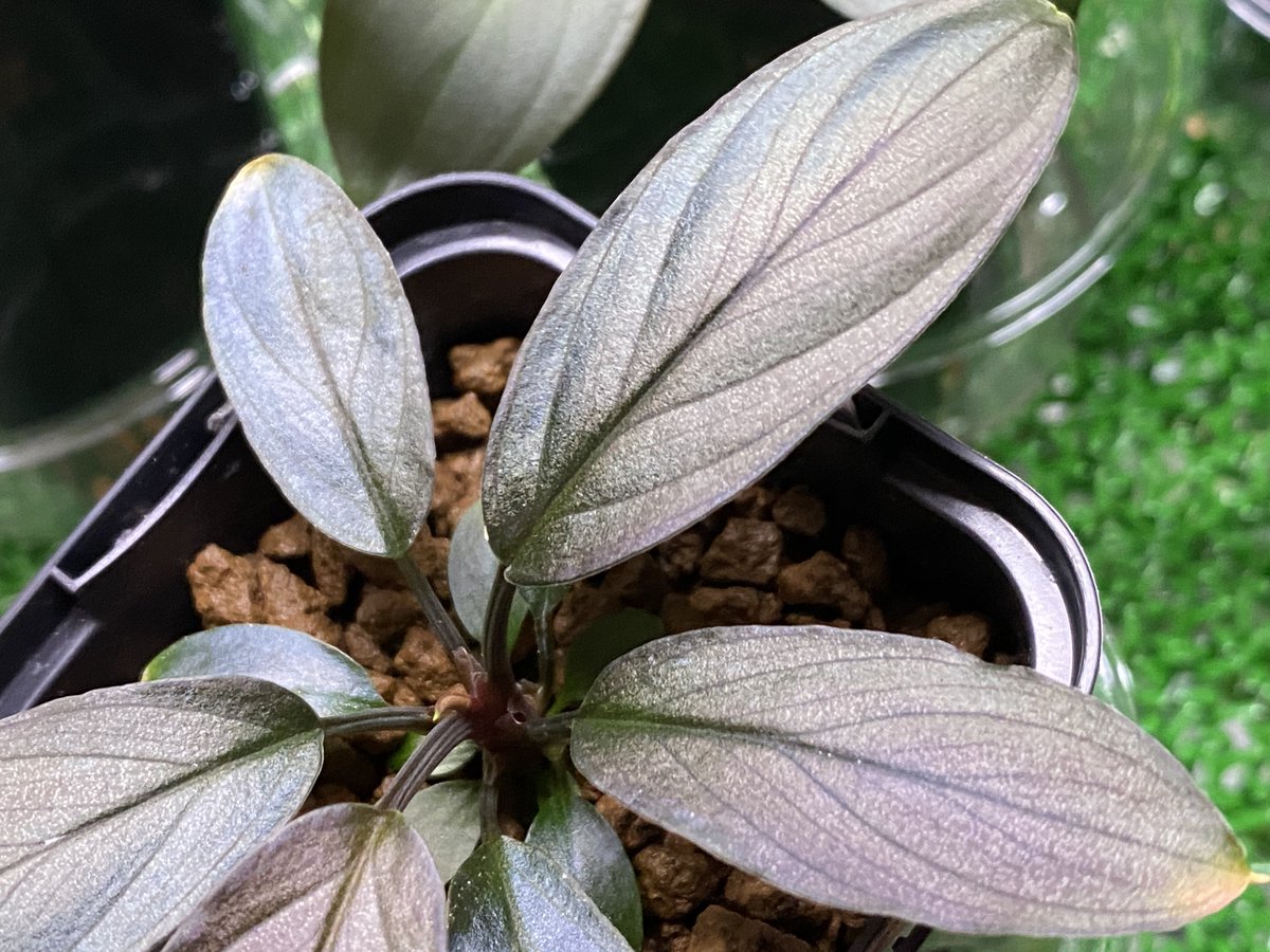 ringo_aqua tweet media