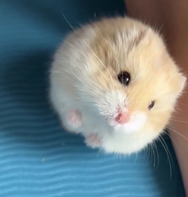 niyiicks's tweet image. dejen tags por este hamstercito 💗💗💗

#WithEvanInEveryWay
#모든순간_에반과_함께