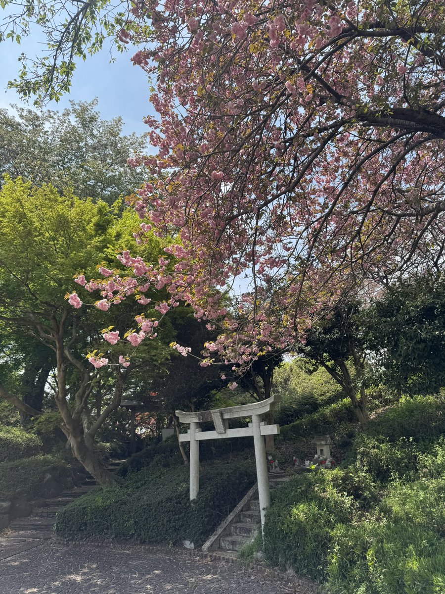 ちゃぴこ🌸 tweet media