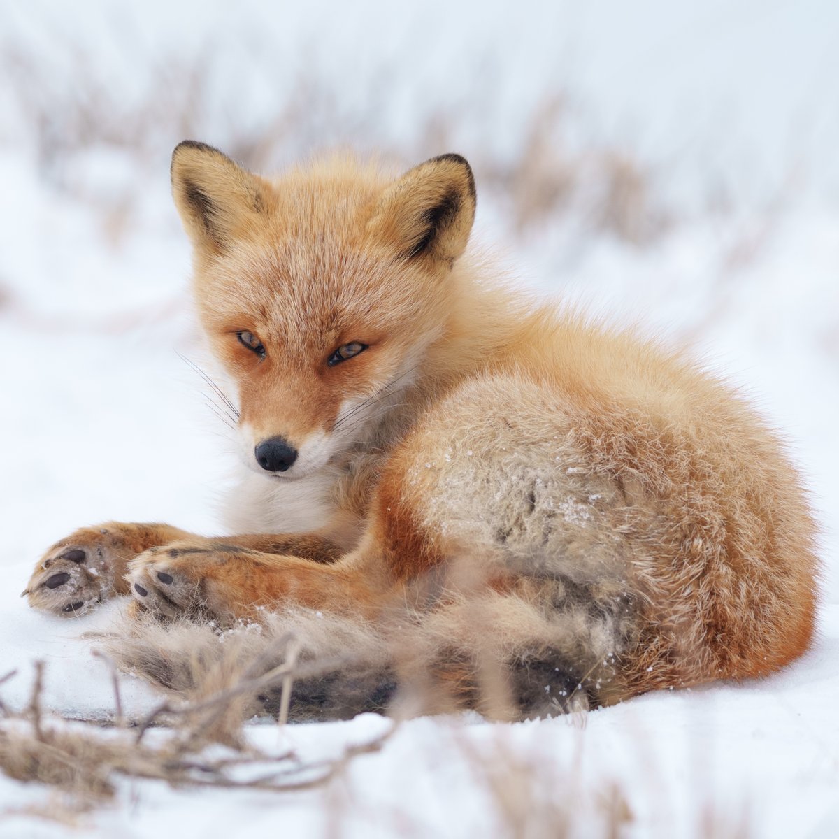 INUPHOTO tweet media