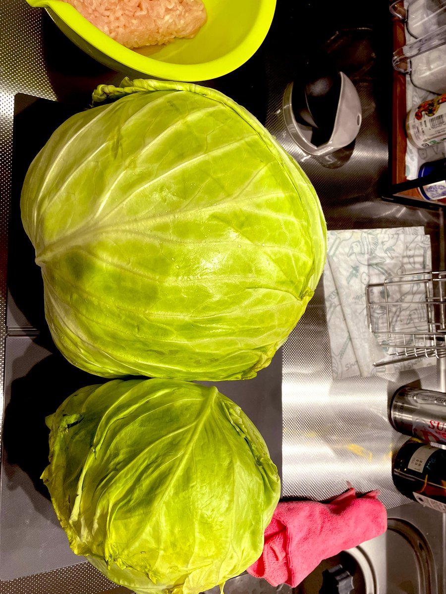 オカンからもらったキャベツの大きさおかしくて草