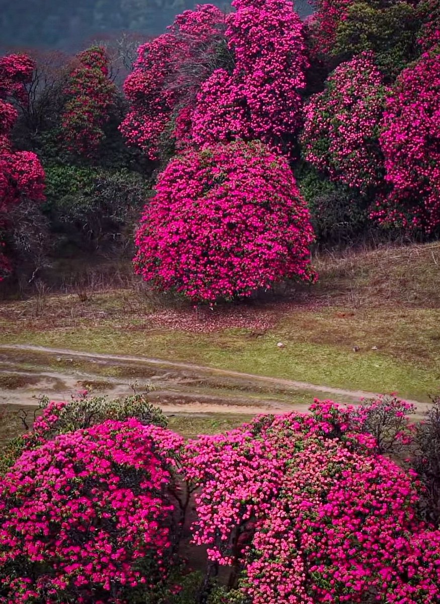 Beingsayedul's tweet photo. Everyone's obsessing over cherry blossoms in Japan.🌸

Meanwhile, Nepal spring view has won the hearts of millions.🌺 https://t.co/ghxDzJNpjf