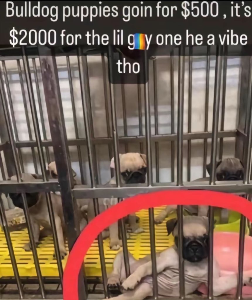 soogle 🍉 tweet media