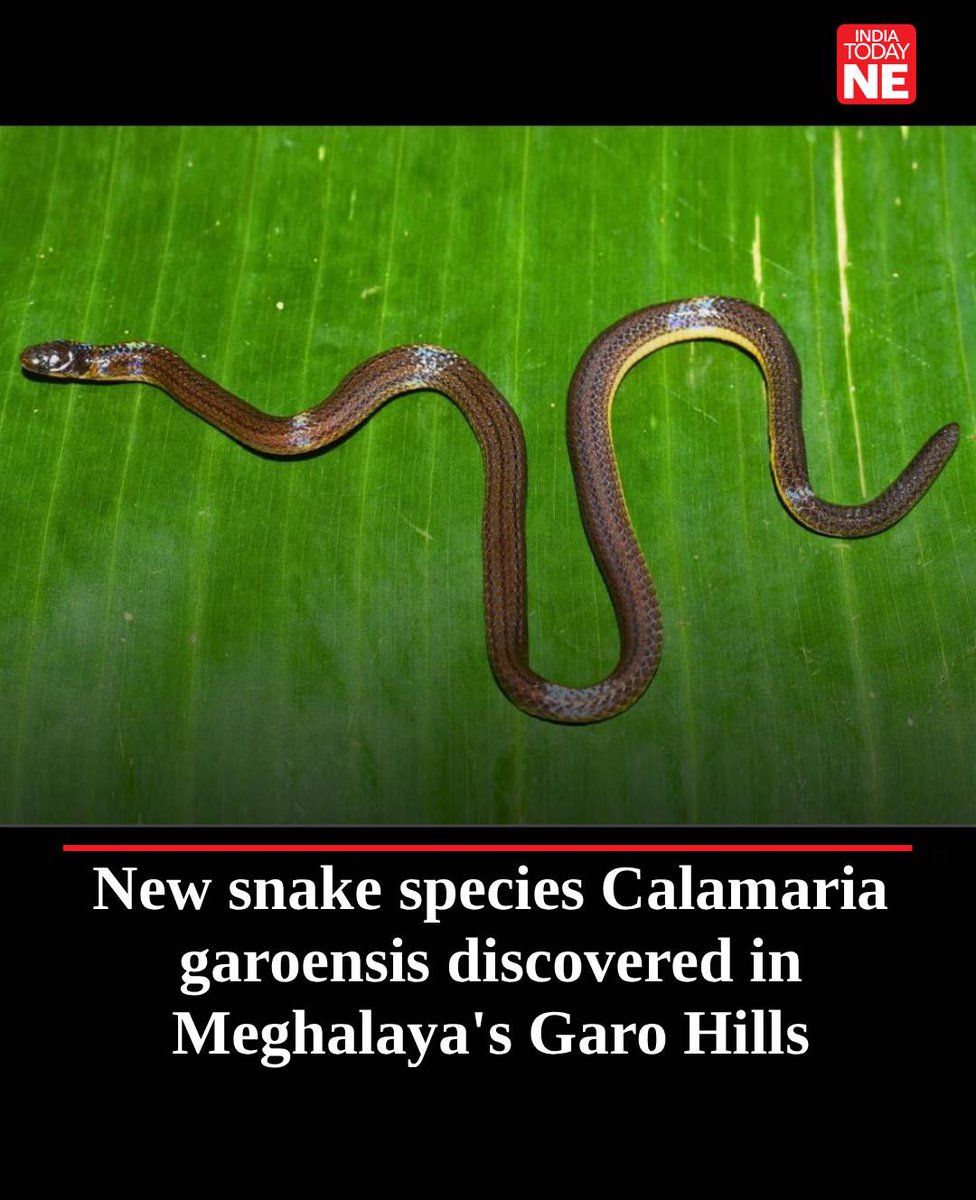IndiaTodayNE's tweet image. In a remarkable discovery for #Northeast India, researchers have identified a new species of burrowing reed snake, Calamaria garoensis, from the #Garo Hills of #Meghalaya. Found during field surveys and currently known only from this region, the discovery shines a spotlight on