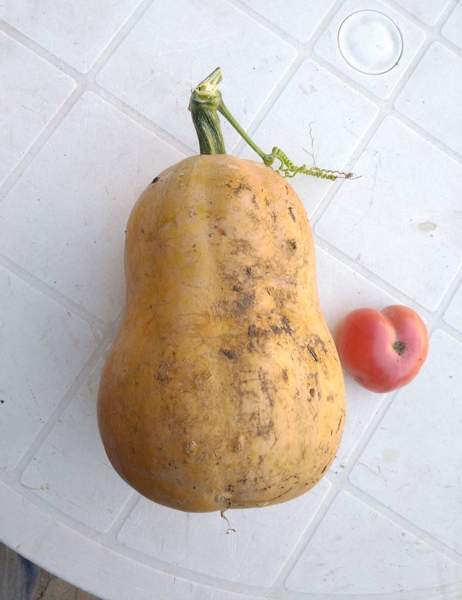 ℛℴ𝓈ℯ𝒞ℴ𝒻𝒻ℯℯ 🌹 tweet media