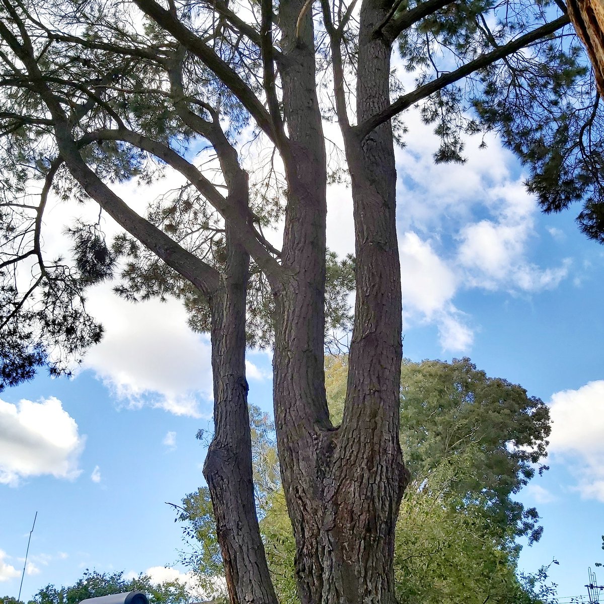 Rickard_Scott's tweet photo. Another magnificent #ThickTrunkTuesday tree ๐ณ ๐ #Canberra #Treebark https://t.co/z8qLNVllPz