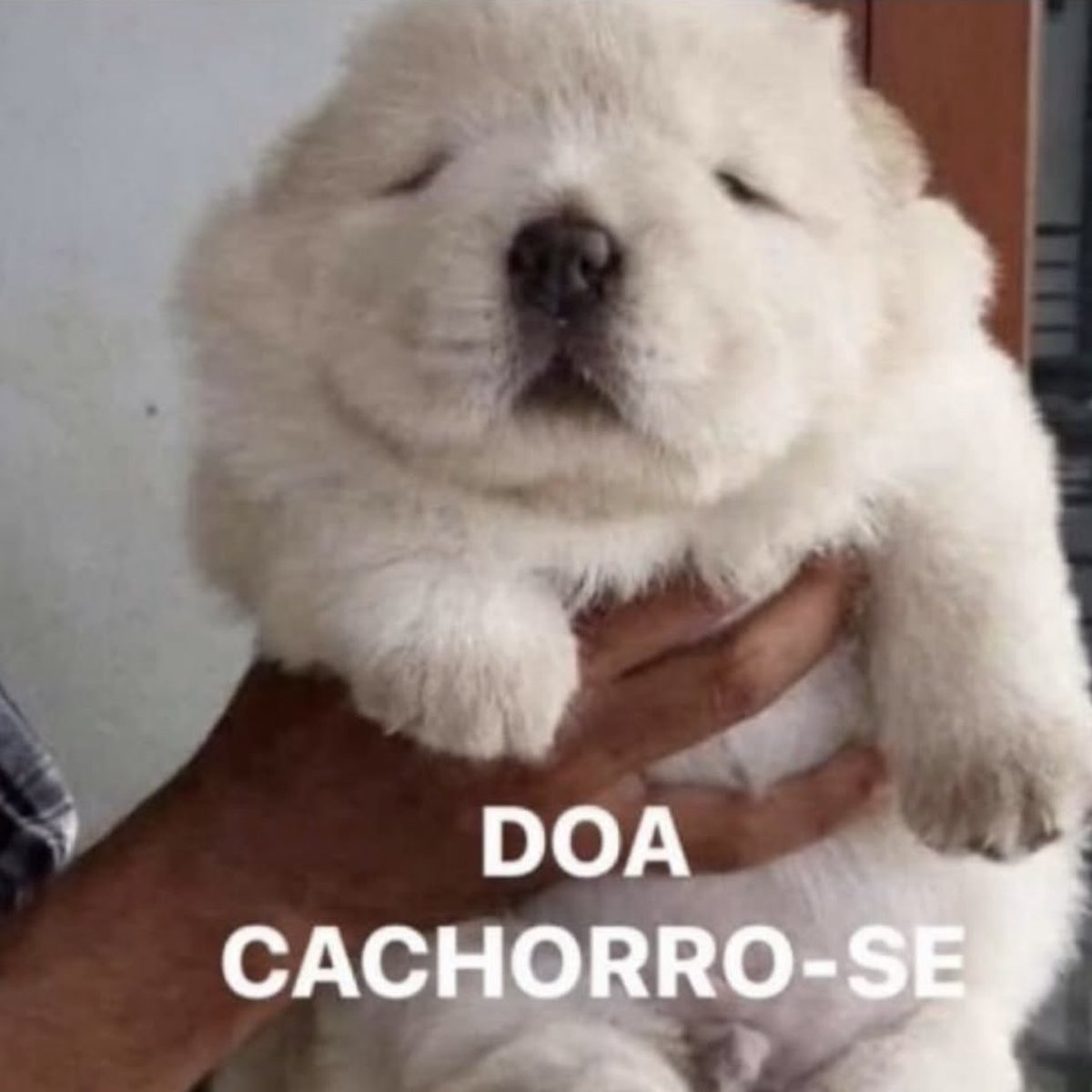 cachorro tweet media