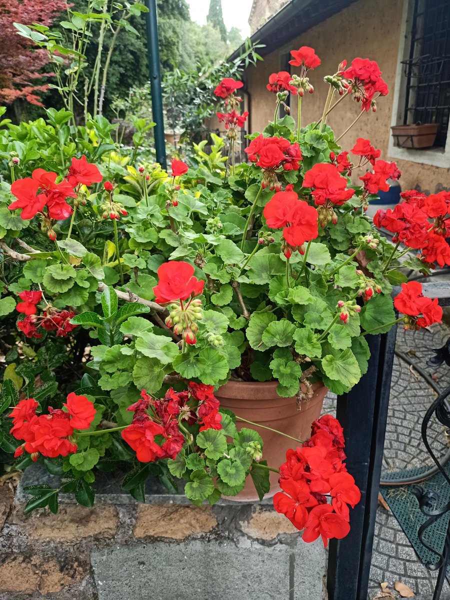 Sandro Brizzolara tweet media