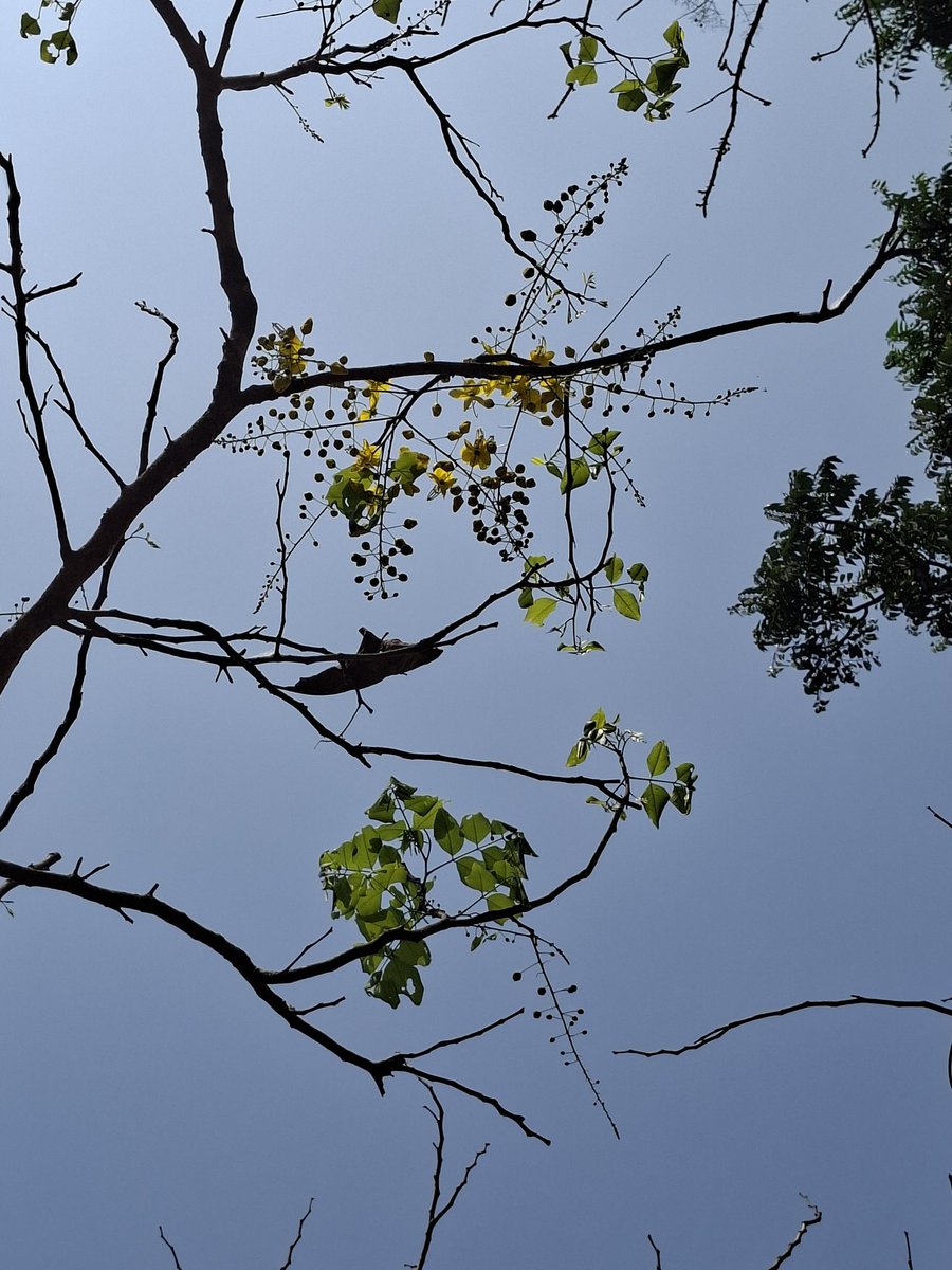 ദേവൂട്ടി tweet media