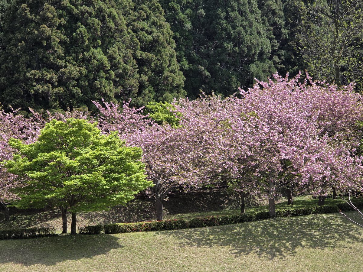 yuto_hu's tweet photo. 今日は八重桜リベンジ🌸
母と羽根田だんだん公園へ行ってきました。 https://t.co/jFu42EiH1i