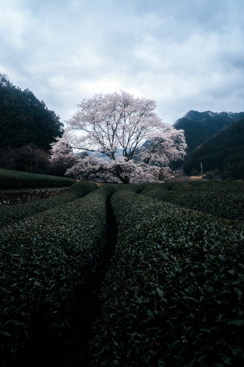 nksync's tweet photo. 日本の一本桜🇯🇵 https://t.co/EISsQWXOky