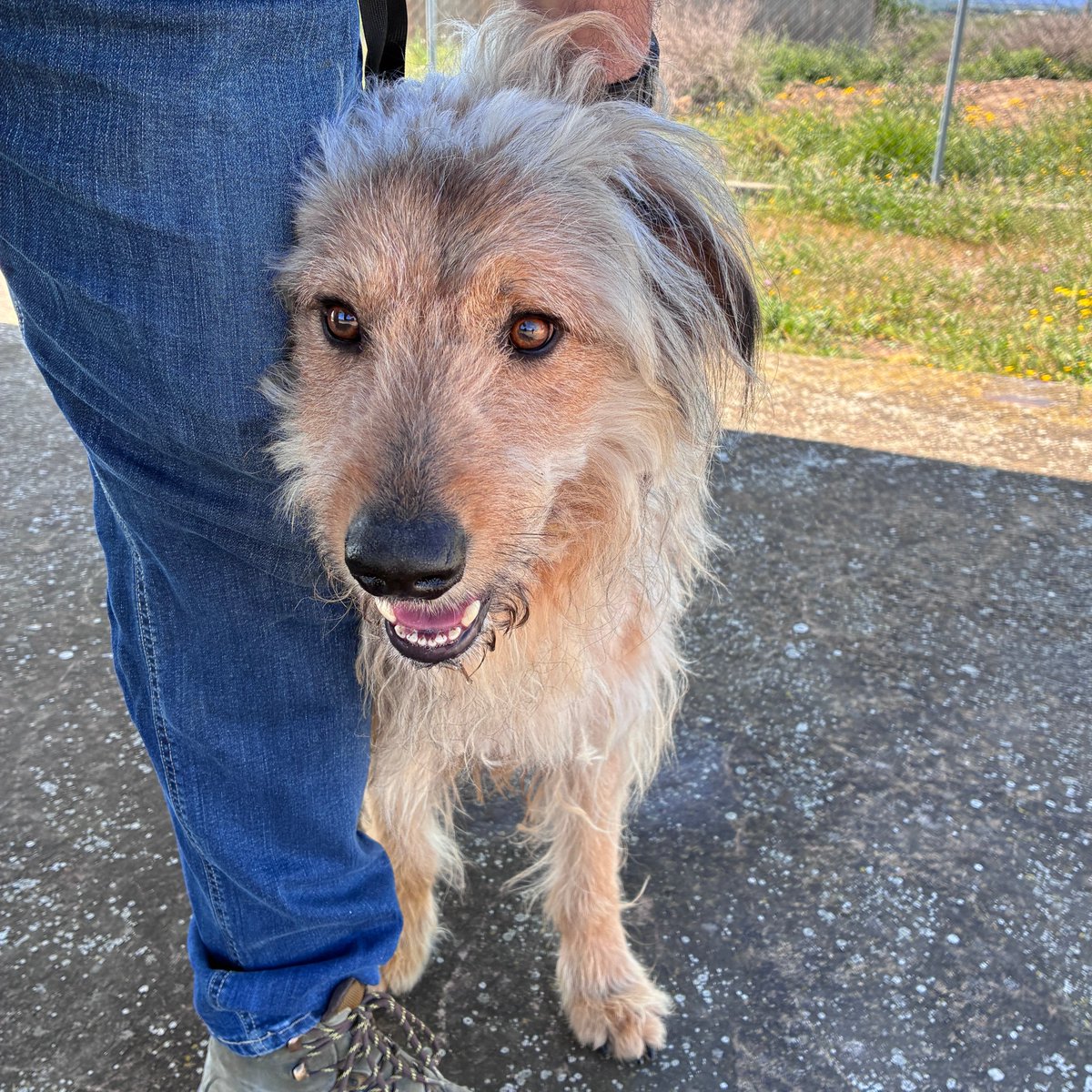 caaclleida's tweet photo. El Tino és un gos pastor de vuit anys amb un caràcter tranquil i obedient.

És afectuós amb persones i sociable amb altres gossos, i li encanta passejar pel camp i tafanejar 🐕🐾

Vens a conèixer-lo?

@paerialleida @lleidaenverd https://t.co/NkPssNzDiD
