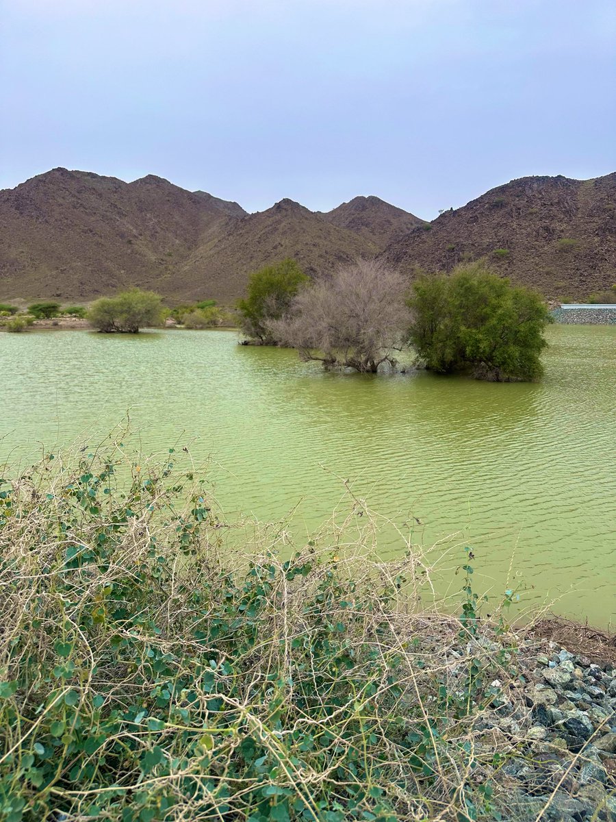 BisdakV's tweet image. Stunning wadi in Kalba!

Perfect site for camping &amp;amp; picnic.

#wadi #Sharjah #UAE #desert #nature #camping