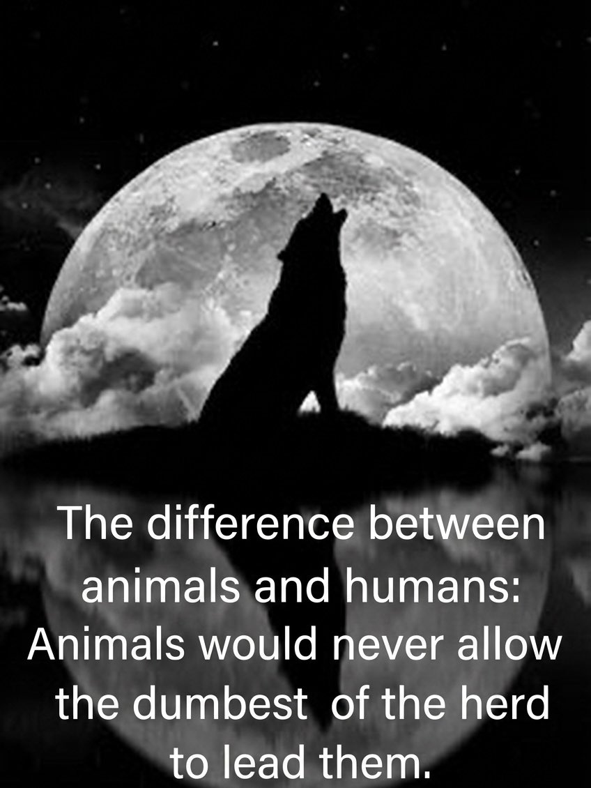 truthseekerbrit's tweet image. #truthseeker #leader