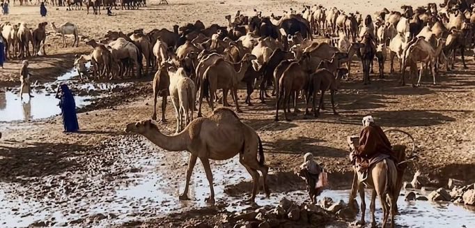 واحلو دوجتنا باطاريف حلّات
ناسٍ تصيح وناس توحي غْناها .
— مشعان #الرويلي.

وليا اجتمع حس الغنا والنعاوي 
ياطراد هاك اليوم عيدٍ عليّه . 
— ساجر #الرفدي.

• في الصورة إبل قبيلة #عنزة 1930م .