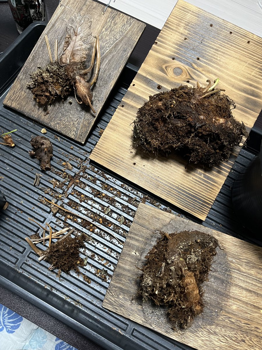 regbkl's tweet photo. Drynaria quercifolia 錦

綺麗に仕立てようかと思ってバラしたら、なんかもうめちゃくちゃ…🥹 https://t.co/qWuk9R6kdd