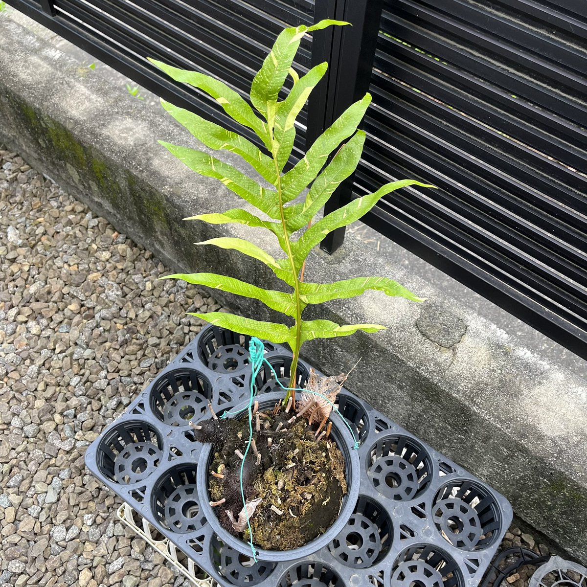 regbkl's tweet photo. Drynaria quercifolia 錦

綺麗に仕立てようかと思ってバラしたら、なんかもうめちゃくちゃ…🥹 https://t.co/qWuk9R6kdd