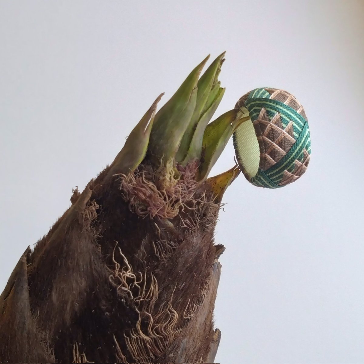 加賀ゆびぬき 森本道恵 tweet media