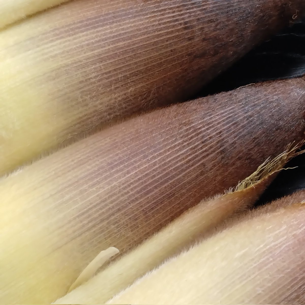 加賀ゆびぬき 森本道恵 tweet media