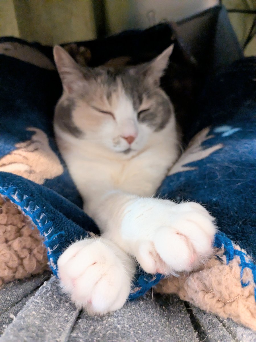 こちらビビデバを描いた時にモデルになってくださった方です。
いつも膝の上で6時間くらいまじで微動だにしないのでエコノミー症候群になりそうです 