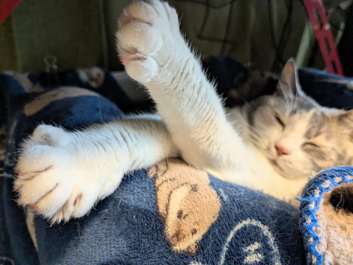 こちらビビデバを描いた時にモデルになってくださった方です。
いつも膝の上で6時間くらいまじで微動だにしないのでエコノミー症候群になりそうです 