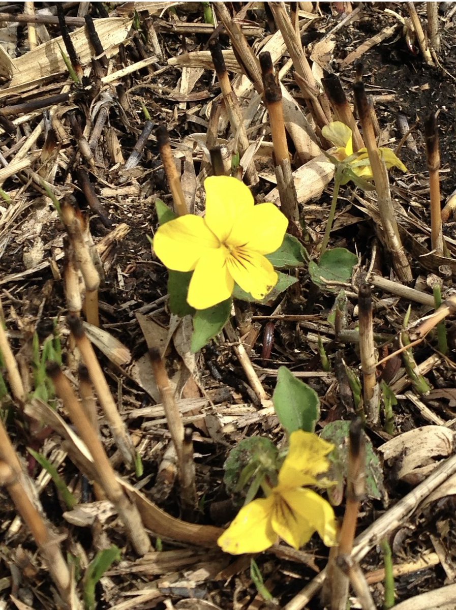 かの👁‍🗨 tweet media