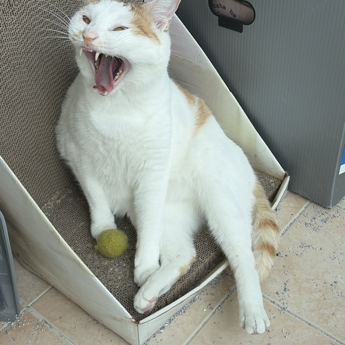 비닐고양이 tweet media