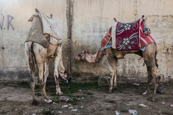 Rubén Pérez tweet media