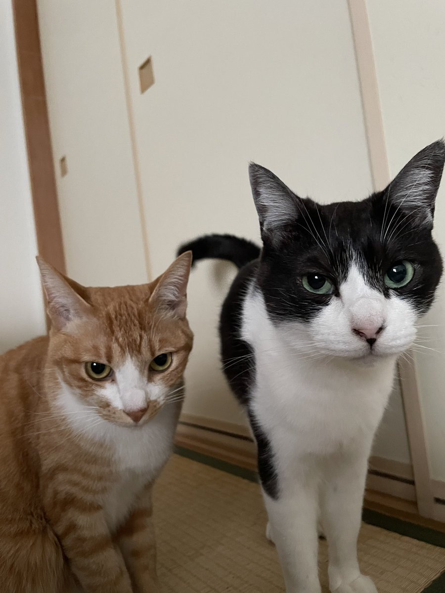 AsianHikali's tweet photo. @kinnekopeacek あっしのかわいい妹は、つると申します。お殿様に見初められる予定です。 https://t.co/lyDNpXHfhA