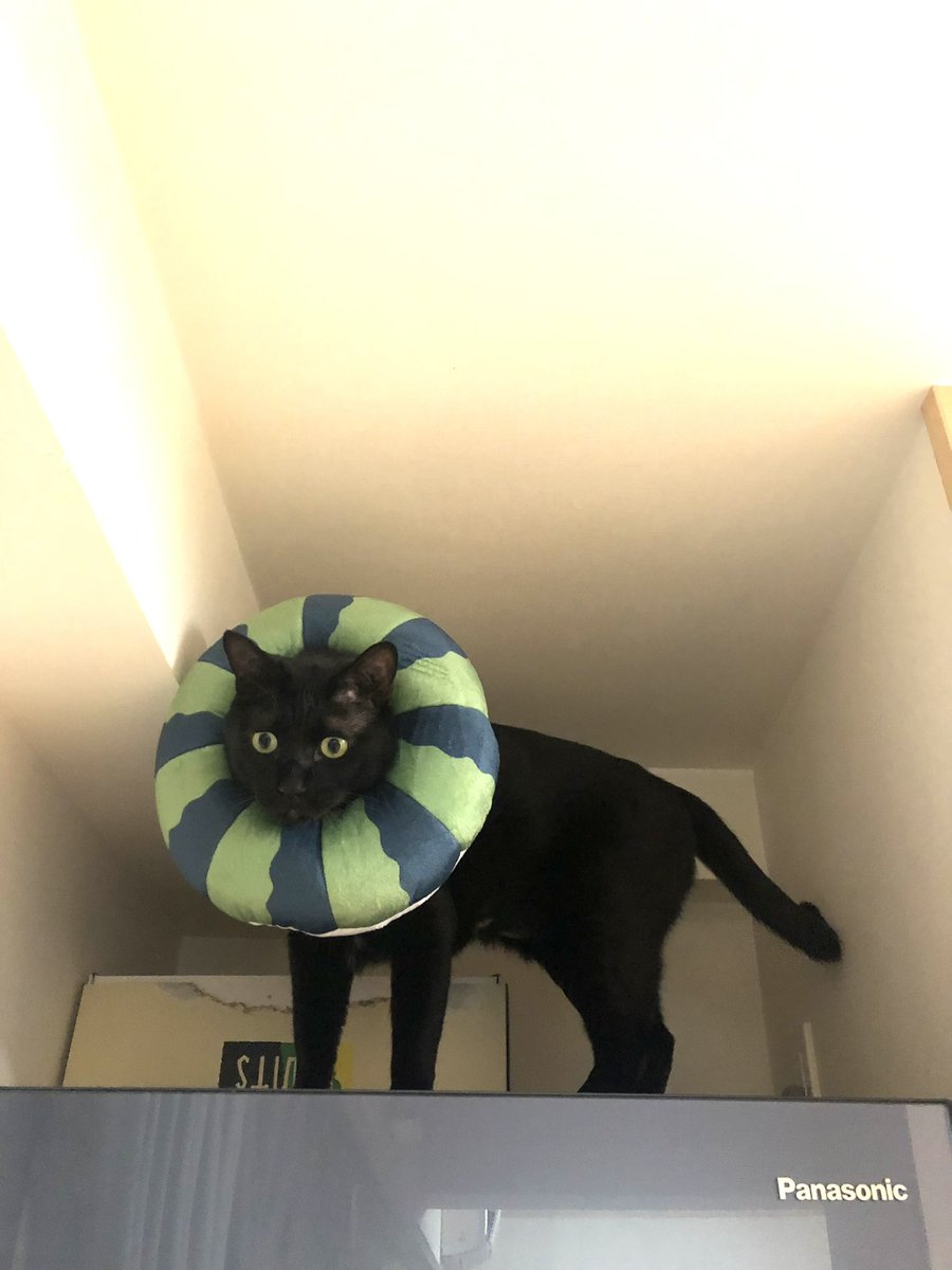 かずよん🐈⬛黒猫りゅう🔜5/2.3【にゃんこ博覧会】R28 tweet media