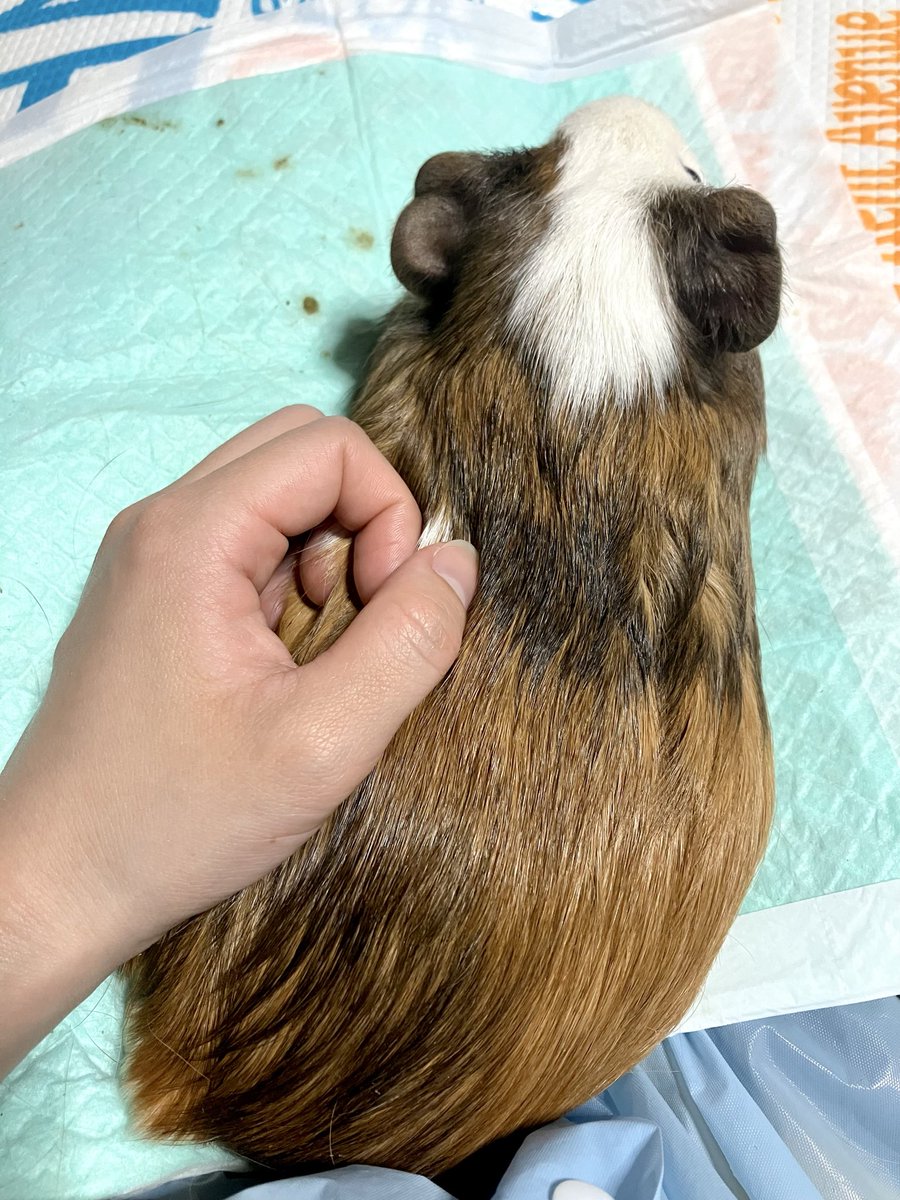 せん📷モル飼いカメラマン tweet media