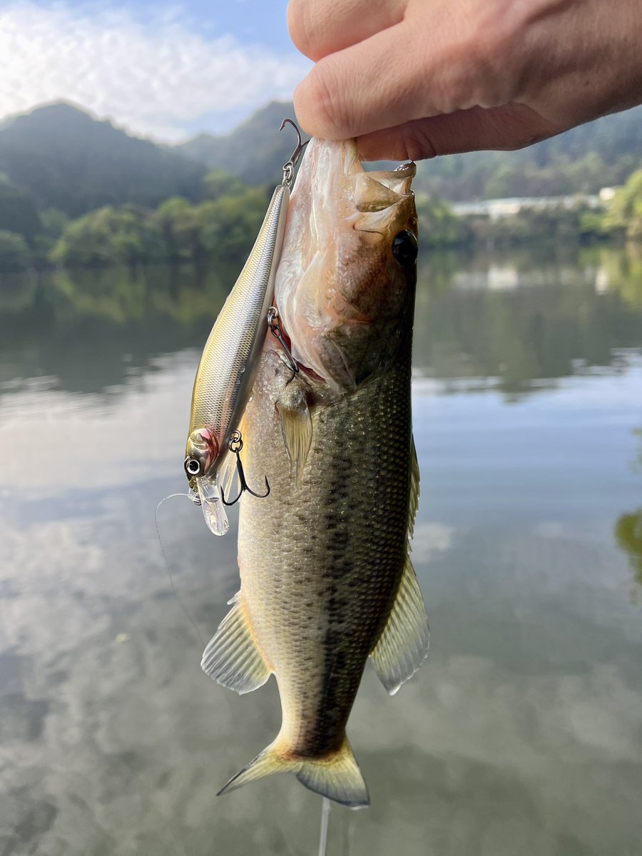 inkyaBasser's tweet photo. ようやく今年初バス🐟
5本でMAX40
小っちゃいけどジャークベイトで釣れたのが良き!

 #戸面原ダム
 #フランジャー
 #レヴァリエミノー55MR https://t.co/VvbO0agpZP