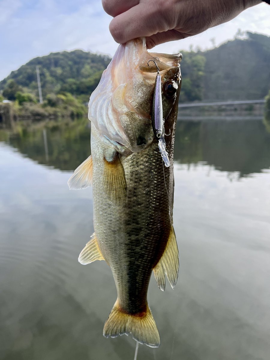 inkyaBasser's tweet photo. ようやく今年初バス🐟
5本でMAX40
小っちゃいけどジャークベイトで釣れたのが良き!

 #戸面原ダム
 #フランジャー
 #レヴァリエミノー55MR https://t.co/VvbO0agpZP