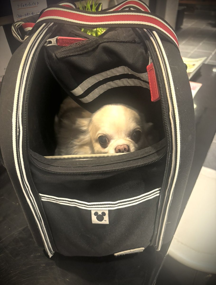 tasandrive's tweet photo. 病院に連れて行きました🐕
ブルブル震える

#Chihuahua 
#チワワのいる暮らし 
#難波
#大阪市 https://t.co/JiqtWbpeCt