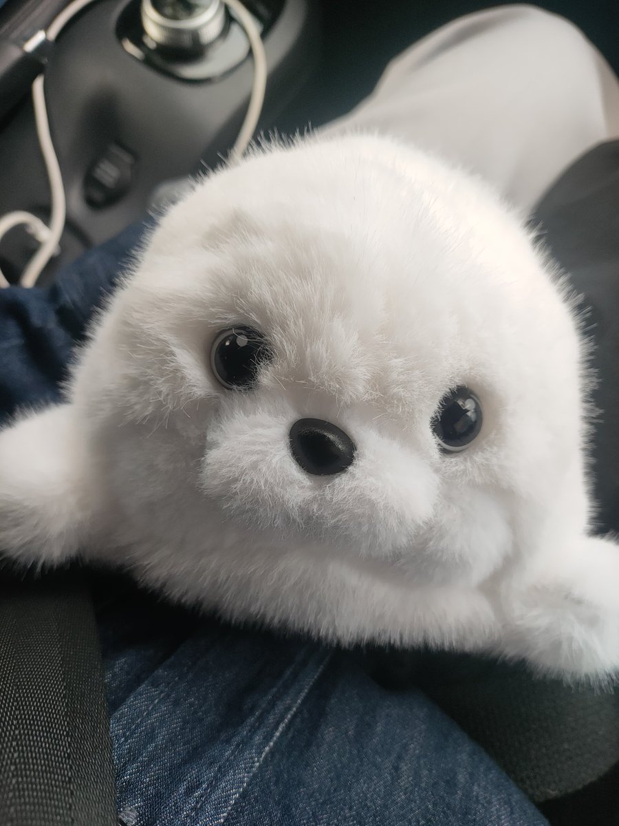 Coffee with my baby seal 🦭