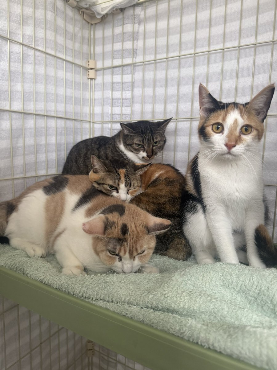 さとう＠猫ぼっこ tweet media