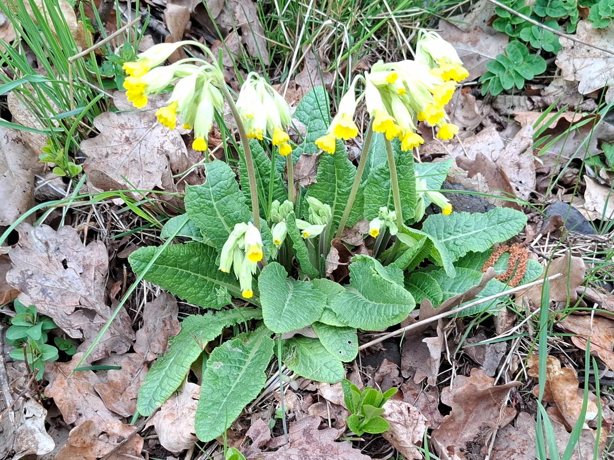 Český hydrometeorologický ústav (ČHMÚ) tweet media