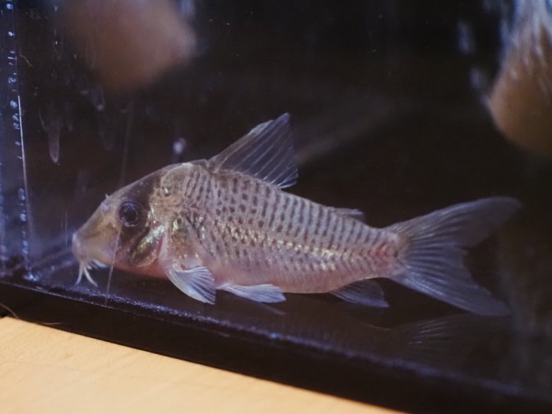 スピッツ tweet media