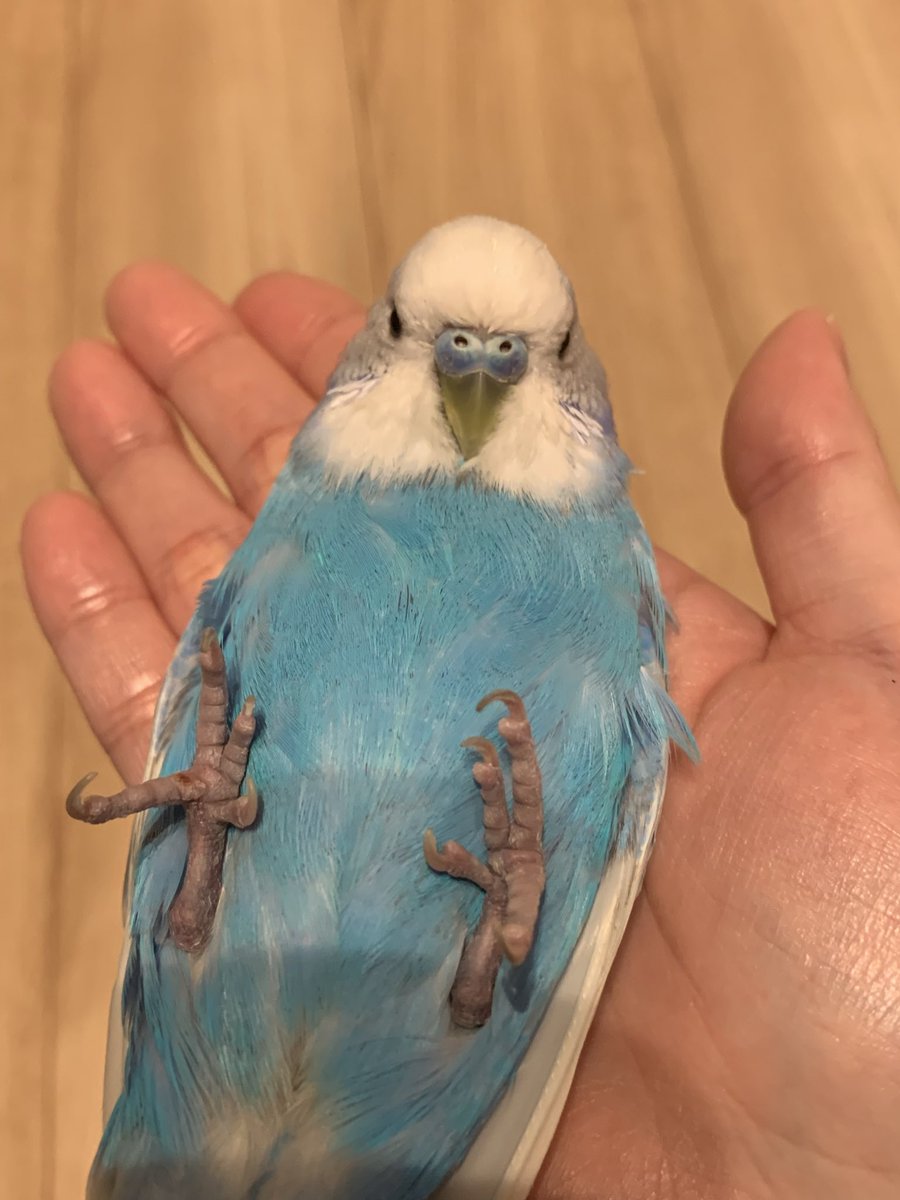 エイリゾ/EIRIZO tweet media