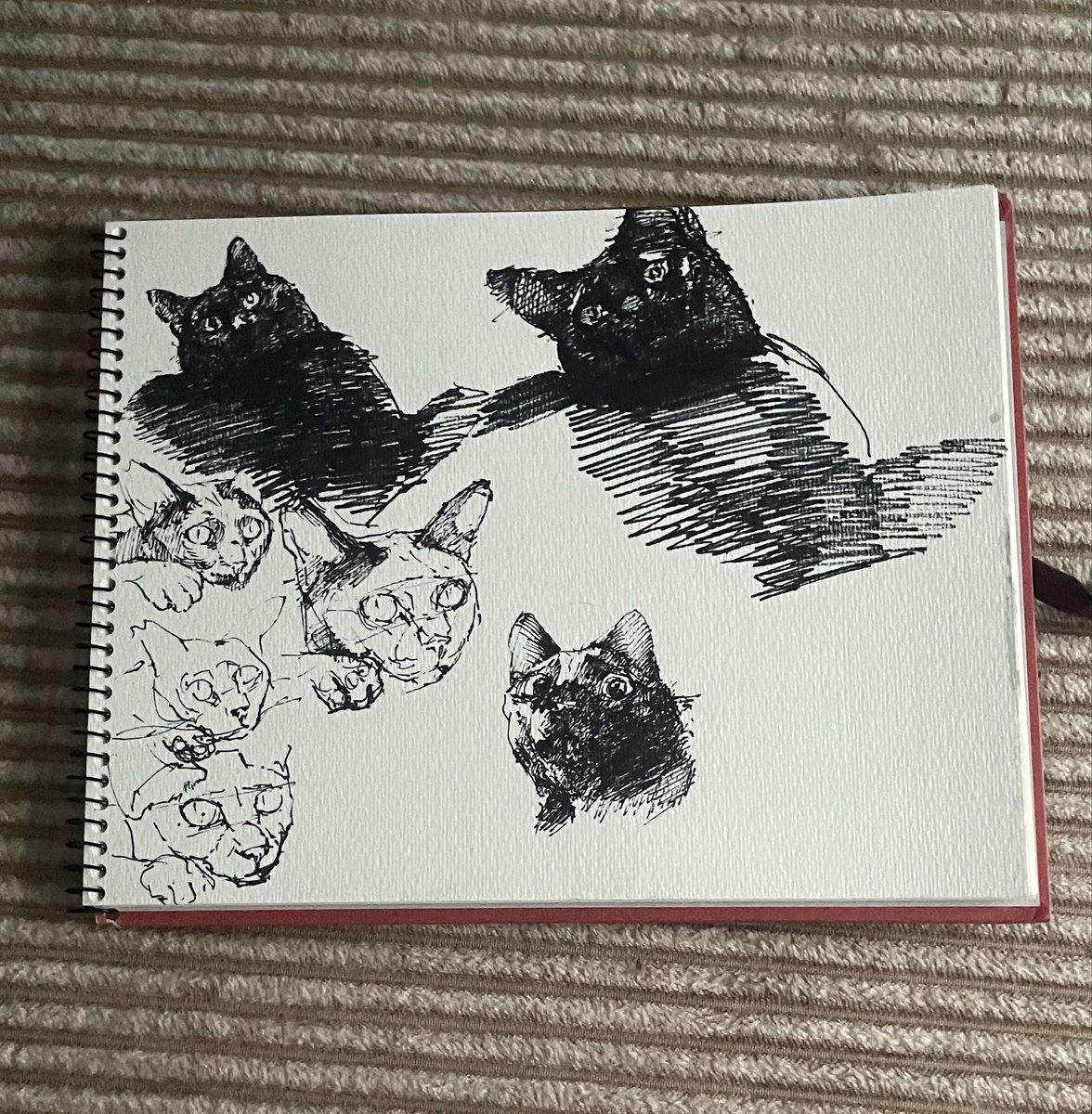 rui_ouma's tweet photo. 猫スケッチばかたのしい https://t.co/X1AxHjazsb
