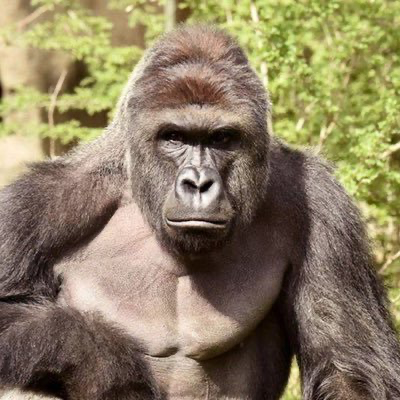 Harambever's tweet photo. King Kong never dies—and neither does Harambe. https://t.co/Z5OMfTqdtg