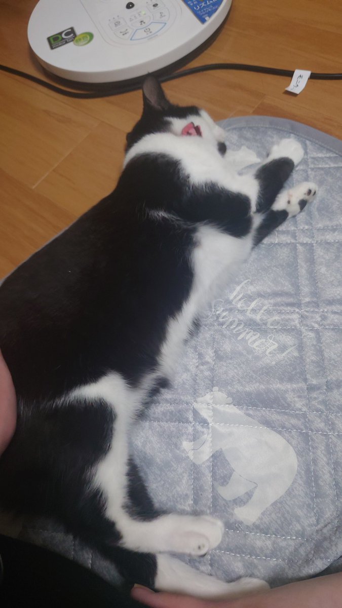 ケツを揉みしだかれたﾈｺがこちらになります