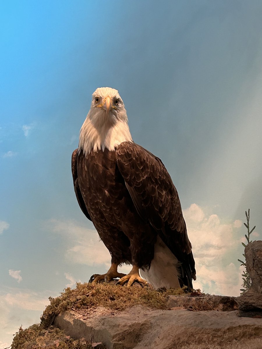 katelutter's tweet photo. When Theo, the gangster cat, sees the fake real Alaska in yet another museum in Fairbanks, will he be able to sniff out the real or just want a snack? Is the eagle real?Hot Blogging with Chuck https://t.co/j2HfvtB785 https://t.co/IPOU8GTV25