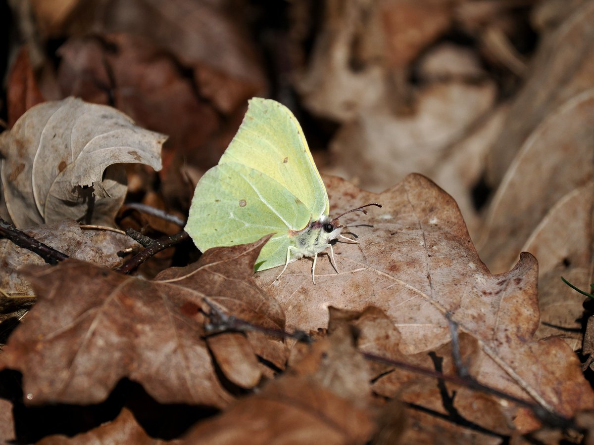 Kari Heinilä tweet media