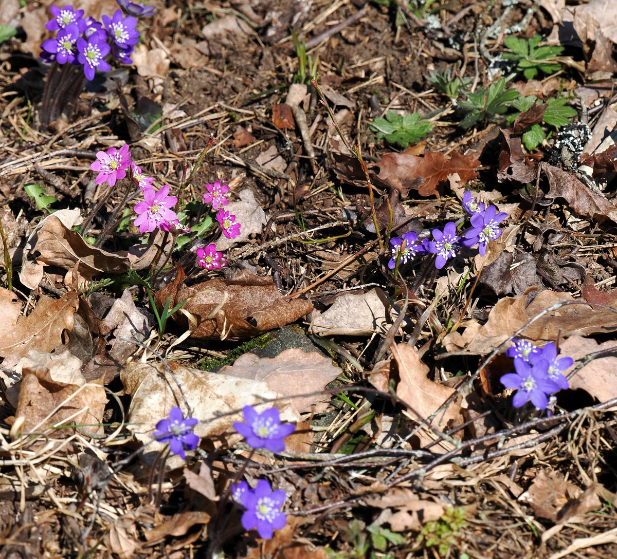 Kari Heinilä tweet media
