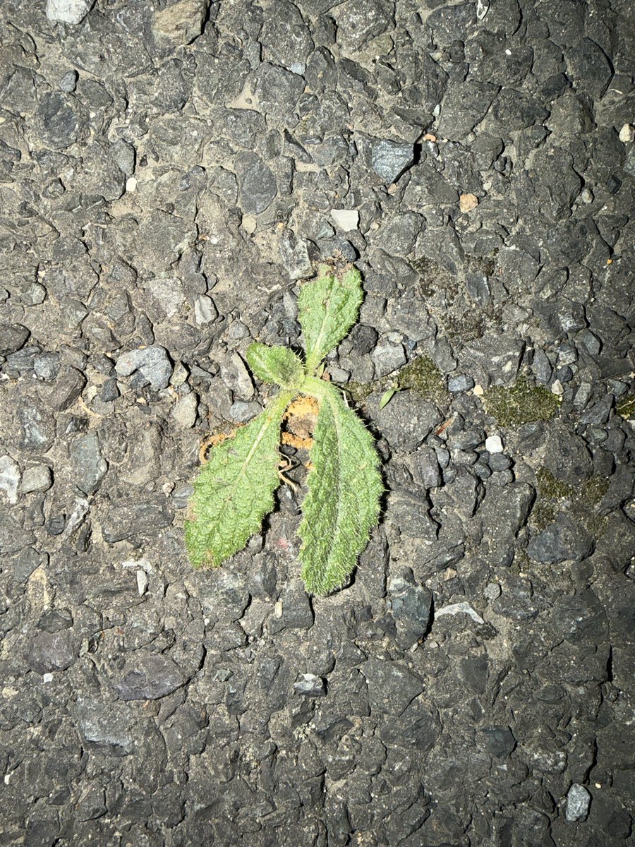 なまごも tweet media